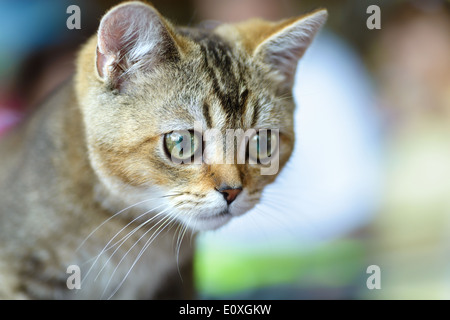 Cats and dogs: young Bengal cat, close-up portrait, selective focus, natural blurred background Stock Photo