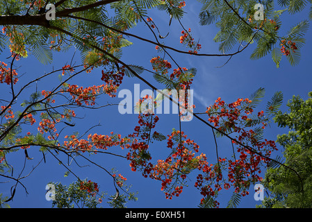 Royal Poinciana tree in blossom (delonix regia) Thailand S. E. Asia Stock Photo