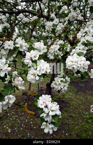 Buds and flowers of Apple tree Malus domestica in closeup Stock Photo