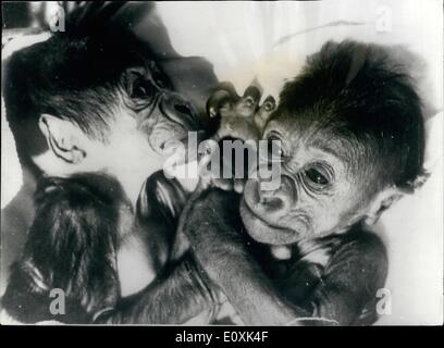 May 05, 1967 - The Gorillas At Frankfurt Zoo: Photo Shows The first Gorilla twins born in captivity, pictured for the first time at Frankfurt Zoo. Germany today. The gorillas are being bottle-fed because their mother has refused to take care of them. Stock Photo