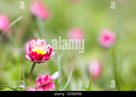 Pink daisy flowers grow between green grass in the garden Stock Photo