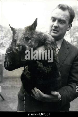 Nov. 04, 1968 - A Favorite ....of Dr. Wolfgang Gewalt, director of the Duisburg zoo, is this Wombat. The animal, half a meter long - half pig - half bear - belongs to the very rare ones among ''zoo inhabitants''. There are only six wombats in the federal Republic of Germany, two of them in the burg zoo.Originally the Wombat comes from Australia. He costs between 1000 -- and 1500 DM and is very hard to get, though rather hated as parasite in his home country. Sometimes the animal goes on a dog's lead - it there fore is not very surprising that Dr Stock Photo