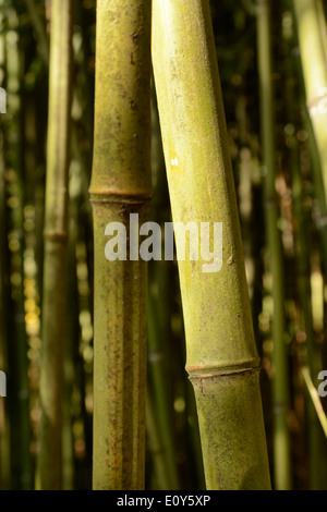 Bamboo canes on a Bamboo plant outdoors Stock Photo