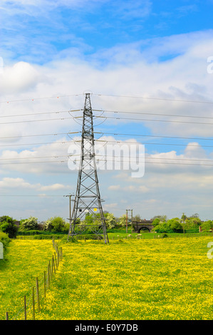 An electricity pylon standing in a yellow carpeted field England uk Stock Photo