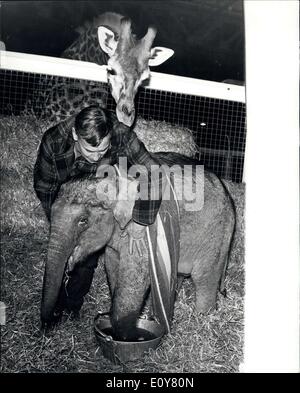 Jan. 04, 1969 - Where an Elephant Gets A cold: So you think you suffer when you catch a cold?, Well imagine how Gusta, the indian Elephant, felt when he fell victim to this common ailment. Mr. Alfred Delbosq. manager of Leeds Zoo, administered hot mustard baths, one foot at a time, and wrapped the ten month-old elephant in a giant-sized searf. Sympathy from high places came from Miranda the giraffe. She once suffered from a sore throat and know how gusta was feeling.