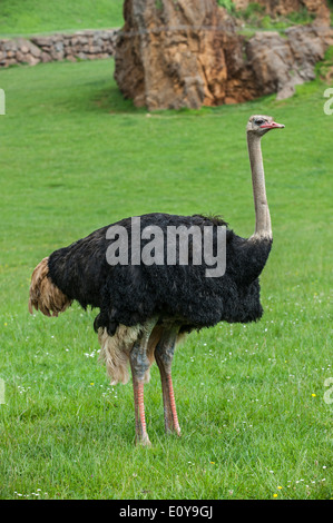 Common ostrich (Struthio camelus) male at the Cabarceno Natural Park, Penagos, Cantabria, Spain Stock Photo