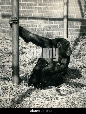 Apr. 04, 1970 - Chimpanzee born at Aspinall's private Zoo.: Yonegers, a nine-year old chimpanzee at Aspinall's private zoo at Howletts, near Canterbury, pictured with her offspring to which she recently gave birth, her proud owner, Mayfair gamber John Aspinall said: ''I'm as pleased as Punch. This is the first baby chimp ever born in a private zoo in Britain' Stock Photo