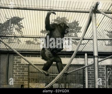 Apr. 04, 1970 - Chimpanzee born at Aspinall's private zoo. Yongers, a nine - year old Chimpanzee at aspinall's private zoo at howletts, near Canterbury, birth, her proud owner, Mayfair gamber john Aspinall said ''I'' am as pleased as punch. This is the first baby chimp ever born in a private zoo in Britain. Stock Photo