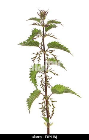 Flowering stinging or common nettle, Urtica dioica, isolated against white Stock Photo