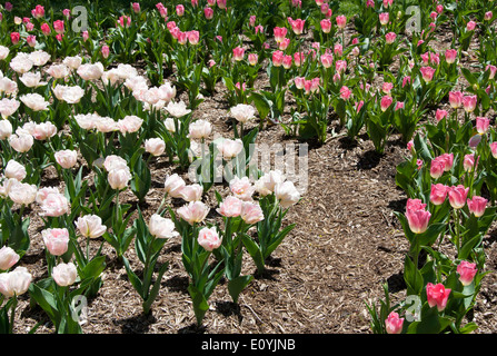 Baltimore, MD – April 24, 2014: A small curve separates two different types of tulips in Sherwood Gardens. Stock Photo