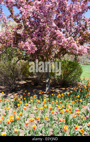 Baltimore, MD – April 24, 2014: Both trees & tulips are in full bloom at Sherwood Gardens. Stock Photo
