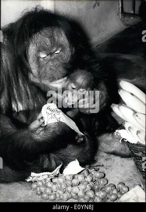 Nov. 11, 1970 - Baptism of Orang-Outang at the zoo Hellabrunn. Munich: To celebrate the occasion, the baptized ''Guggi'' got bananas in a basket. The orang-outang girl, already born 4 months ago at the zoo Hellabrunn, Munich (Germany) has been nameless so far, which wasn't possible any more, as mother ''Evi' (11 years old, on the picture with her baby) meant to say. The manager agreed with her and celebrated a baptism (October 29th), on the occasion of which baby ''Guggi'' didn't get only a name but also lots of bananas. Stock Photo