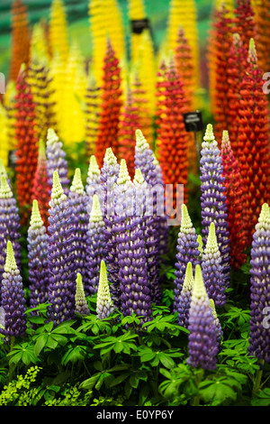 London, UK, 19th May, 2014. RHS Chelsea Flower Show 2014 sponsored by M&G. Stock Photo