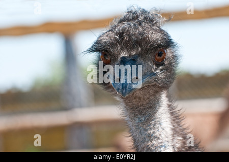 Portrait of an Emu at a Zoo Stock Photo