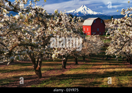 Beautiful April morning in Hood River Valley with peak bloom of the pear orchards and Oregon's tallest peak, Mt Hood. Stock Photo