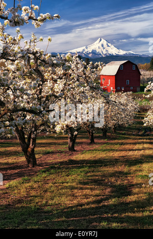 Beautiful April morning in Hood River Valley with peak bloom of the pear orchards and Oregon's tallest peak, Mt Hood. Stock Photo