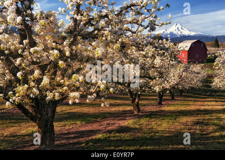 Beautiful April morning in Hood River Valley with peak bloom of the pear orchards and Oregon's tallest peak, Mt Hood. Stock Photo