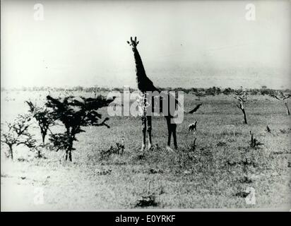 Apr. 04, 1971 - A giraffe in AfricaPictures Taken By Princess Anne On Her African Safari One of Princess Anne's own photographs Stock Photo