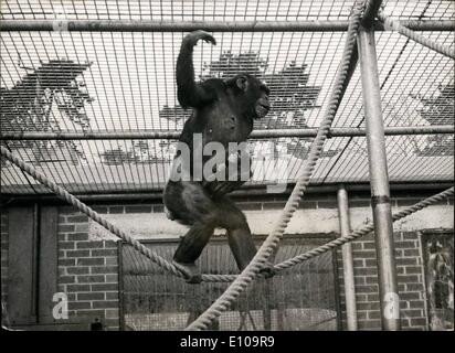 Apr. 01, 1970 - April 1st, 1970 Chimpanzee born at Aspinall's private zoo. Yongers, a nine-year-old chimpanzee at Aspinall's private zoo at Howletts, near Canterbury, pictured with her offspring to which she recently gave birth. Her proud owner, Mayfair gambler John Aspinall said: I'm as pleased as Punch. This is the first baby chimp ever born in a private zoo in Britain. Stock Photo