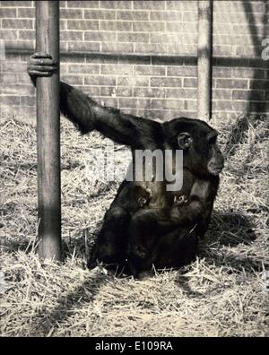 Apr. 01, 1970 - Chimpanzee Born at Aspinall's Private Zoo. Yongers, a nine year old chimpanzee at Aspinall's private zoo at Howletts, near Canterbury, pictured with her offspring to which she recently gave birth. Her proud owner. Mayfair gamber John Aspinall said: ''I'm as pleased as Punch. this is the first baby chimp ever born in private zoo in Britain' Stock Photo