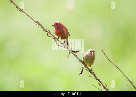 red-billed firefinch or Senegal firefinch (Lagonosticta senegala). Photographed in Tanzania Stock Photo