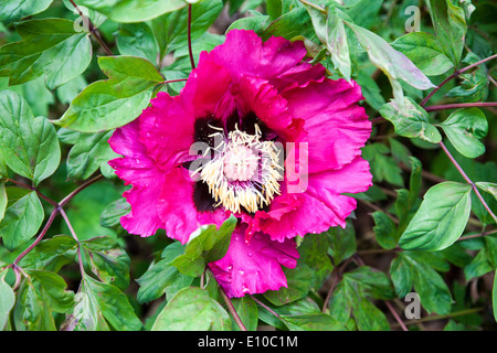Very large Pink Purple flowers of a Peony, Rock's peony or Rock's tree peony (Paeonia rockii), England, UK Stock Photo