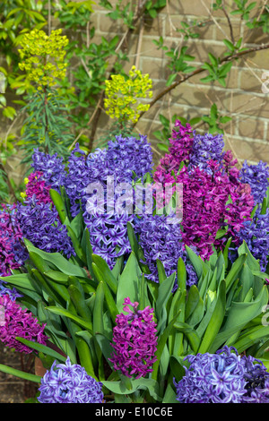 Hyacinths in flower Spring Norfolk Stock Photo