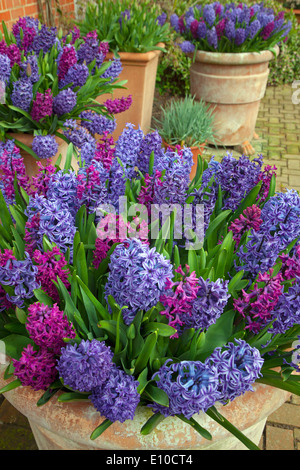 Hyacinths in flower Spring Norfolk Stock Photo