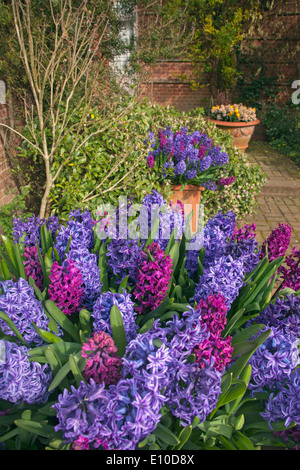 Hyacinths in flower Spring Norfolk Stock Photo