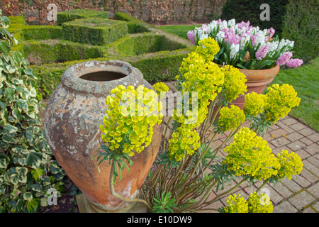 Euphorbia and Hyacinths in flower Spring Norfolk Stock Photo