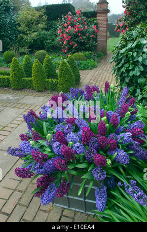 Hyacinths in flower Spring Norfolk Stock Photo