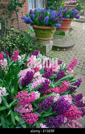 Hyacinths in flower Spring Norfolk Stock Photo