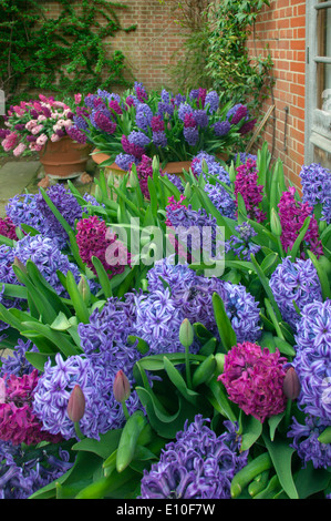 Hyacinths in flower Spring Norfolk Stock Photo