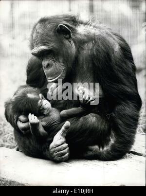 Apr. 18, 1973 - New Attraction For The London Zoo A new attraction for the London zoo is a male baby The London Zoo, who has been named ''Friday''- he was born on Friday, April 13th and is seen here as his mother, Brenda keeps a motherly eye on him. The father is Sidney, aged 12. Stock Photo