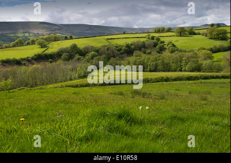 Farmer John Lewis-Stempel has written a book about meadows and is seen in a Herefordshire field surrounded by buttercups.a UK Stock Photo