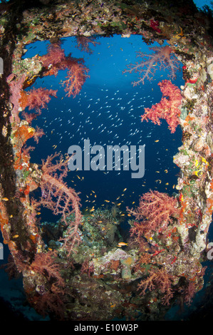 An old wreck window covered by soft corals, Egypt Stock Photo
