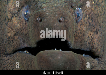 Giant Moray Eel Portrait, Egypt (Gymnothorax javanicus) Stock Photo