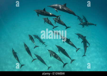 A school of common dolphins, Egypt (Delphinus delphis) Stock Photo