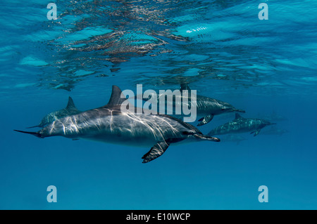 A common dolphin near to the surface, Egypt (Delphinus delphis) Stock Photo