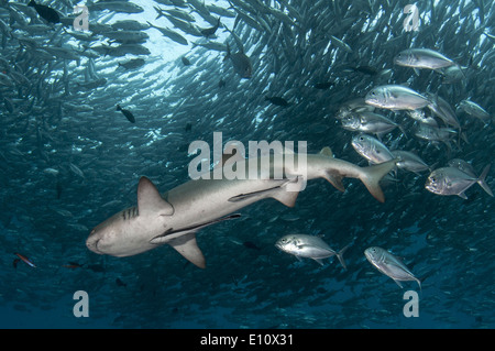 Whitetip reef shark surrounded by Big-eye Trevally (Triaenodon obesus), (Caranx sexfasciatus) Stock Photo