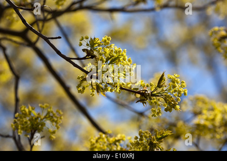 Acer platanoides, Norway maple blooming, Finland Europe Stock Photo