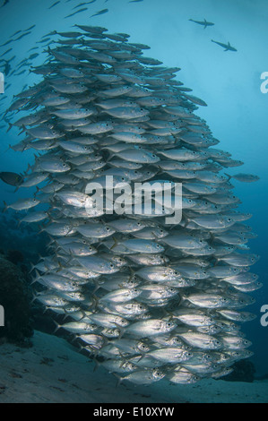 A school of Yellowstripe Scad, Palau (Selaroides leptolepis) Stock Photo