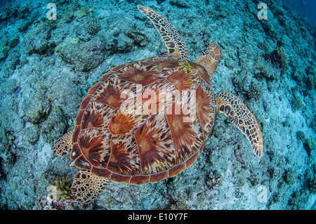 Green sea turtle, Palau (Chelonia mydas) Stock Photo