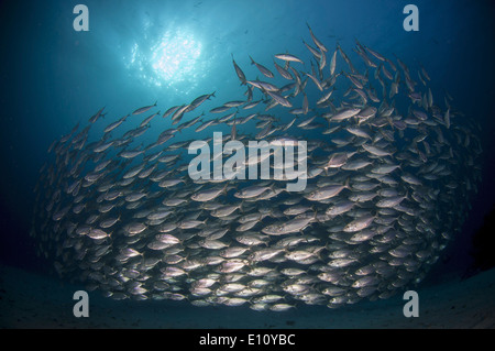 A school of Yellowstripe Scad, Palau (Selaroides leptolepis) Stock Photo