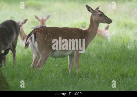 Richmond London, UK. 21st May 2014. The deer birthing season which starts in May to early June  with the birth of fawns and  when bucks begin to grow new antlers Credit:  amer ghazzal/Alamy Live News Stock Photo