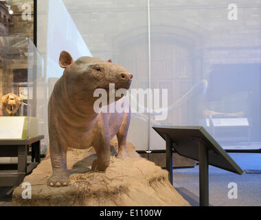 Natural History Museum, London UK. 21st May 2014. Press View. The exhibition takes you on an inspiring journey from the time when these titans roamed the land through to today’s research into the causes of mammoth extinction and ways to protect their precious modern relative, the elephant. Credit:  Malcolm Park editorial/Alamy Live News Stock Photo