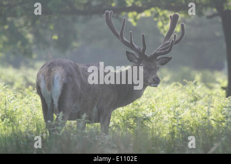 Richmond London, UK. 21st May 2014. A  stag deer relaxing in Richmond Park. Deer birthing season occurs late May to early June with the birth of fawns and  when bucks begin to grow new antlers. Credit:  amer ghazzal/Alamy Live News Stock Photo