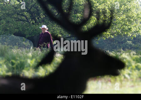 Richmond London, UK. 21st May 2014. A stag deer relaxes in Richmond Park. Deer birthing season occurs late May to early June with the birth of fawns and  when bucks begin to grow new antlers. Credit:  amer ghazzal/Alamy Live News Stock Photo