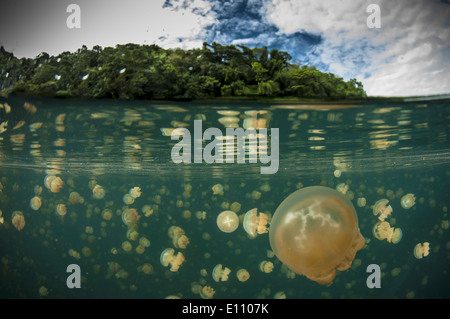 A group of jellyfish, Jellyfish lake, Palau (Mastigias) Stock Photo