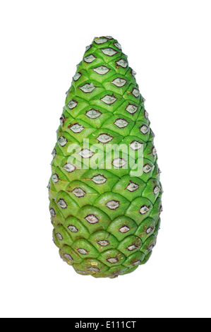 Green pine cone isolated on white background Stock Photo